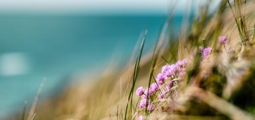 Photo of some small pink flowers growing on a sand dune near the beach. The ocean is in the background blurred, and it looks like a sunny day.