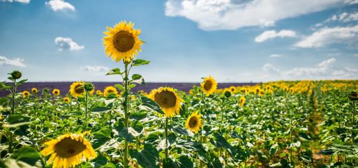 Photo of a sunflower field with a tall sunflower standing up, and a blue sky with white clouds.