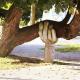 A photo of a brown tree which is growing sideways, with a wooden post carved to look like a hand which is supporting one of the large boughs.