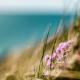 Photo of some small pink flowers growing on a sand dune near the beach. The ocean is in the background blurred, and it looks like a sunny day.