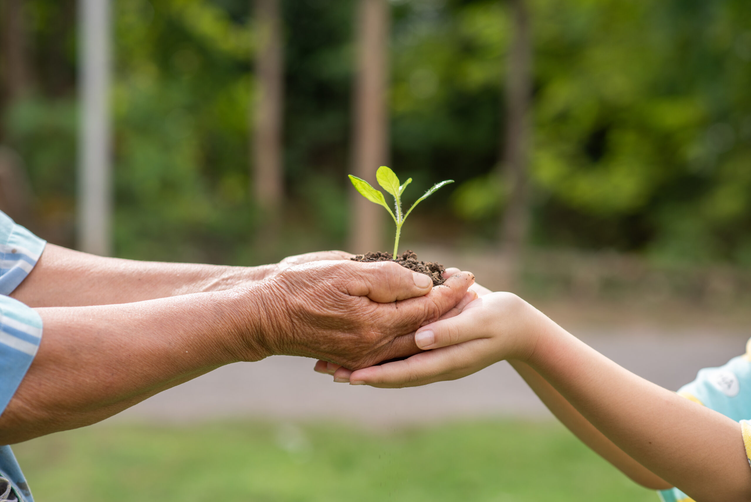 A small tree growing with soil held between the hands of the elderly and children with the green forest background.