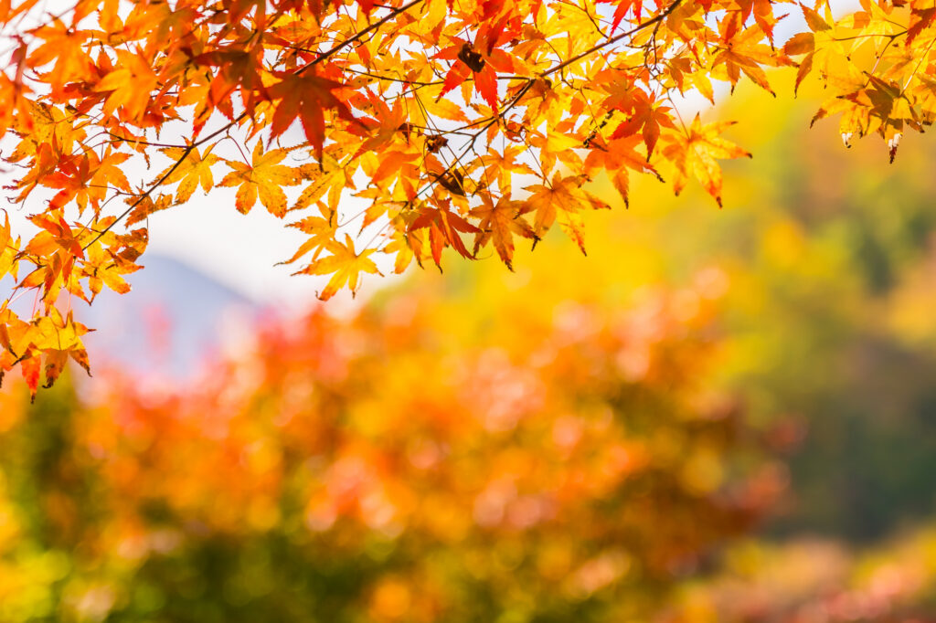 Photo of yellow and red autumnal leaves in the foreground and a blurred forest in the background in similar colours.
