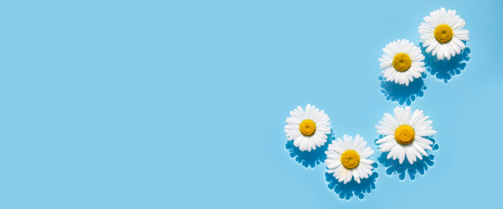 Five daisies floating on top of blue water