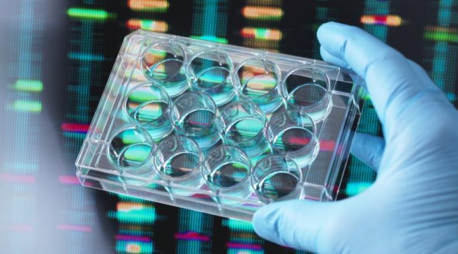 Image of a person with a gloved hand holding a petri dish.